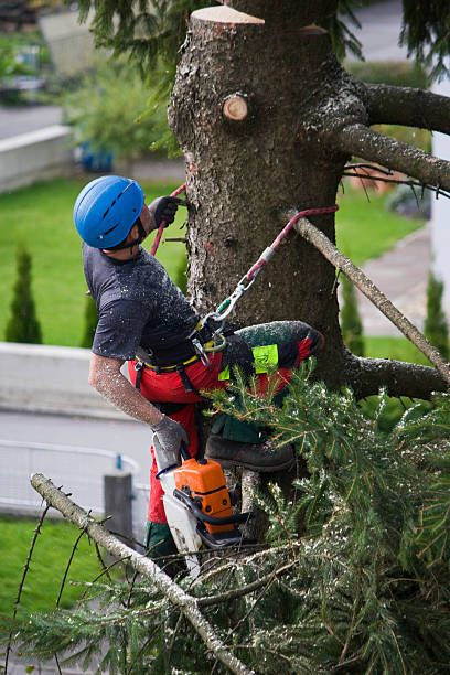 Best Tree Health Inspection  in Halls, TN