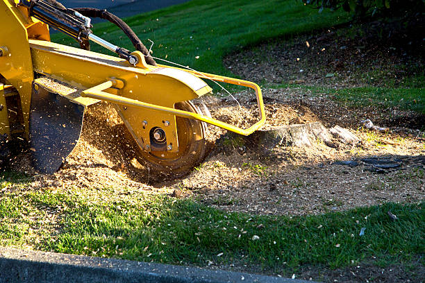 How Our Tree Care Process Works  in  Halls, TN