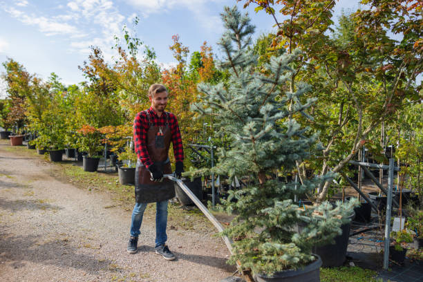 Best Seasonal Cleanup (Spring/Fall)  in Halls, TN