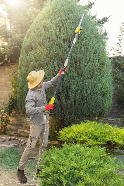 Best Tree Preservation Services  in Halls, TN