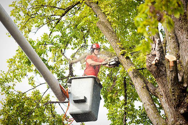 Best Tree Preservation Services  in Halls, TN